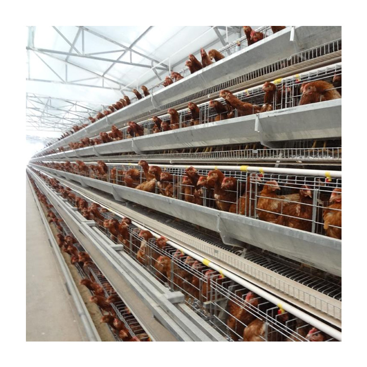 Automatic Layer Chicken Cage with Feeding Machine, Manure Machine, Egg Collection Machine