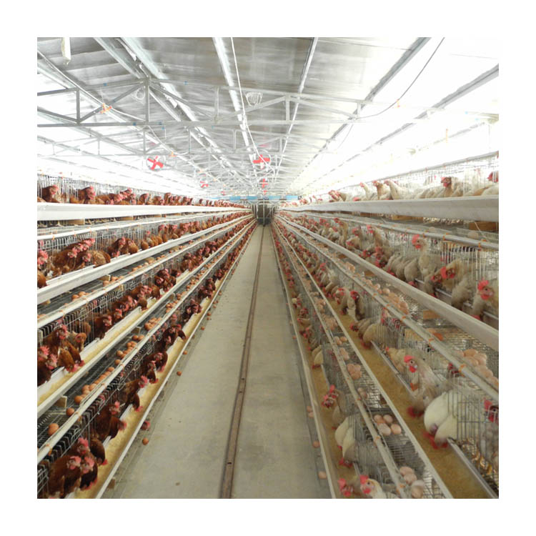Automatic Layer Chicken Cage with Feeding Machine, Manure Machine, Egg Collection Machine