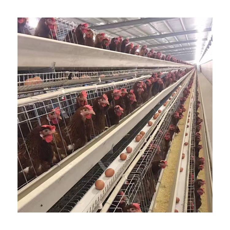 Design Modern Automatic Poultry Farming Equipment Galvanized Chicken Battery Cage for Layer hen Egg Chicken