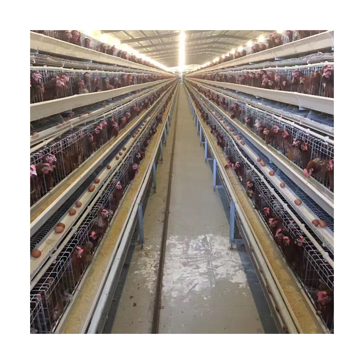 Automatic Battery H Type 4 Tiers Bird-Harvesting Broiler Raising Cage for Layer Chicken Raising Poultry Farm/Farming Equipment