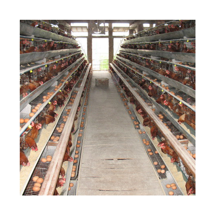 Automatic Feeding Drinking Egg Collecting Battery Poultry Farm Layer Chicken Cage for Chicken Coop