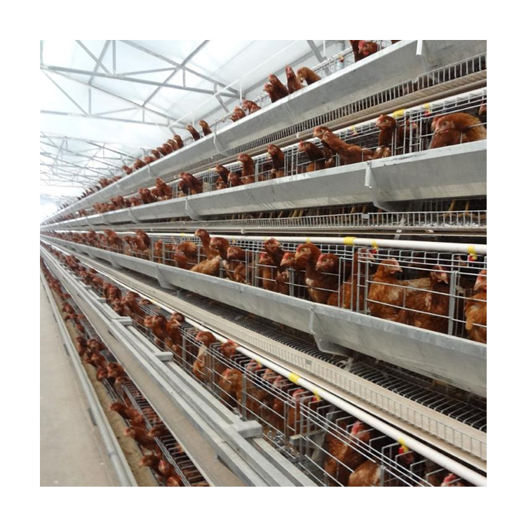 A type 4 tiers egg chicken cage system chicken layer cage used in poultry farm