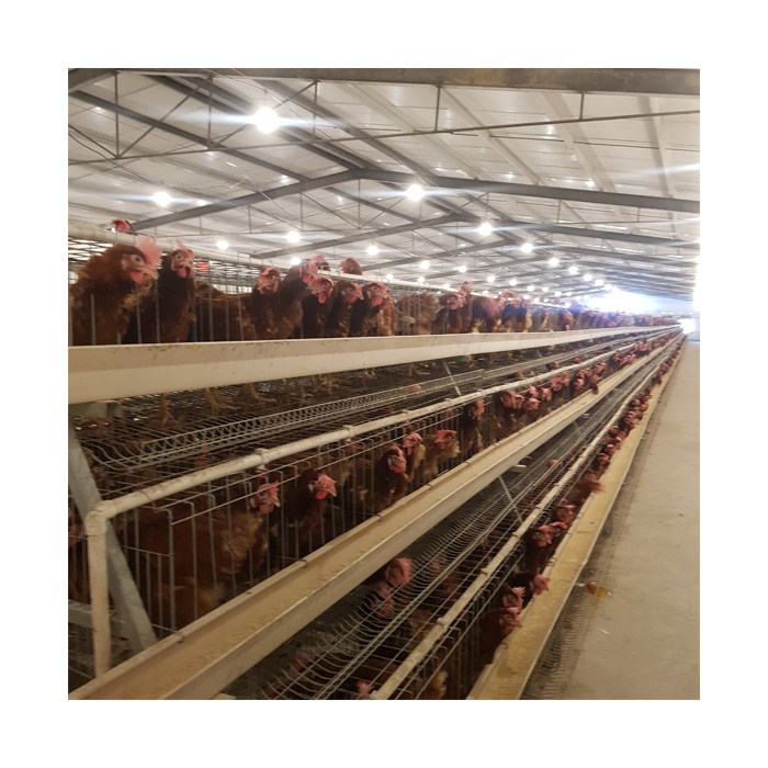 chicken cages automatic system chicken cage for layers poultry farming