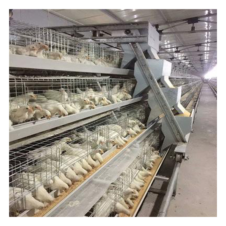 chicken layer cage used in poultry farm layer chicken cage egg layer