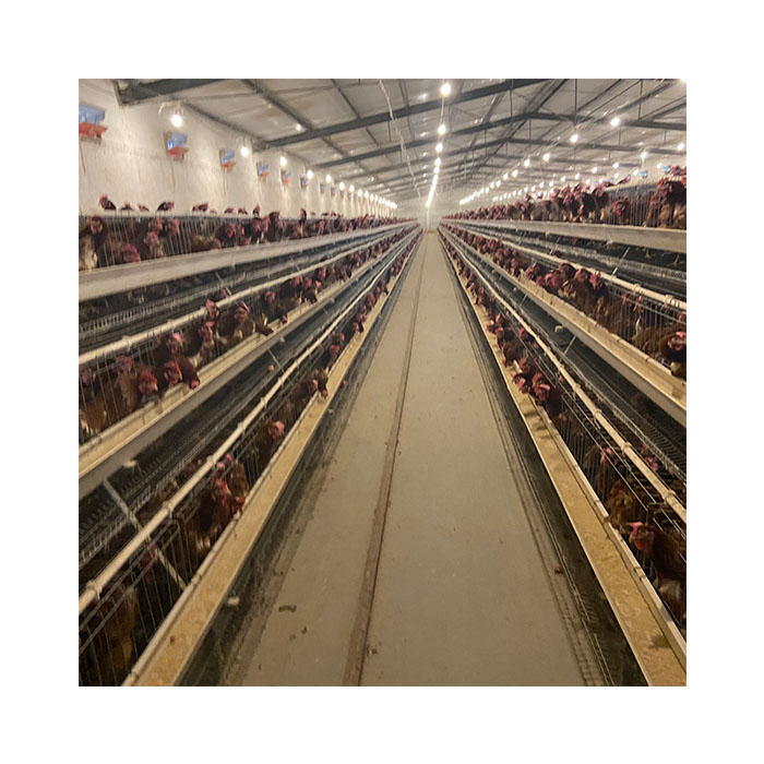 Design Modern Automatic Poultry Farming Equipment Galvanized Chicken Battery Cage
