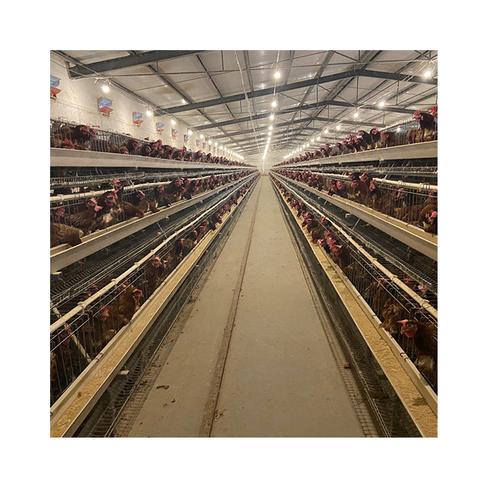 Good Price manual Poultry Farm Equipment Layer Chicken Battery Cage  for Sale provide free raise plan