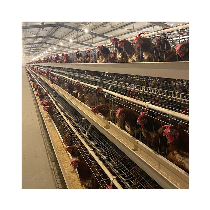 Poultry Farm Equipment Best Price Automatic Layer Chicken Cage for Sale