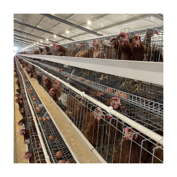 Construction scheme of high-end fully automatic poultry equipment for layer chicken farm