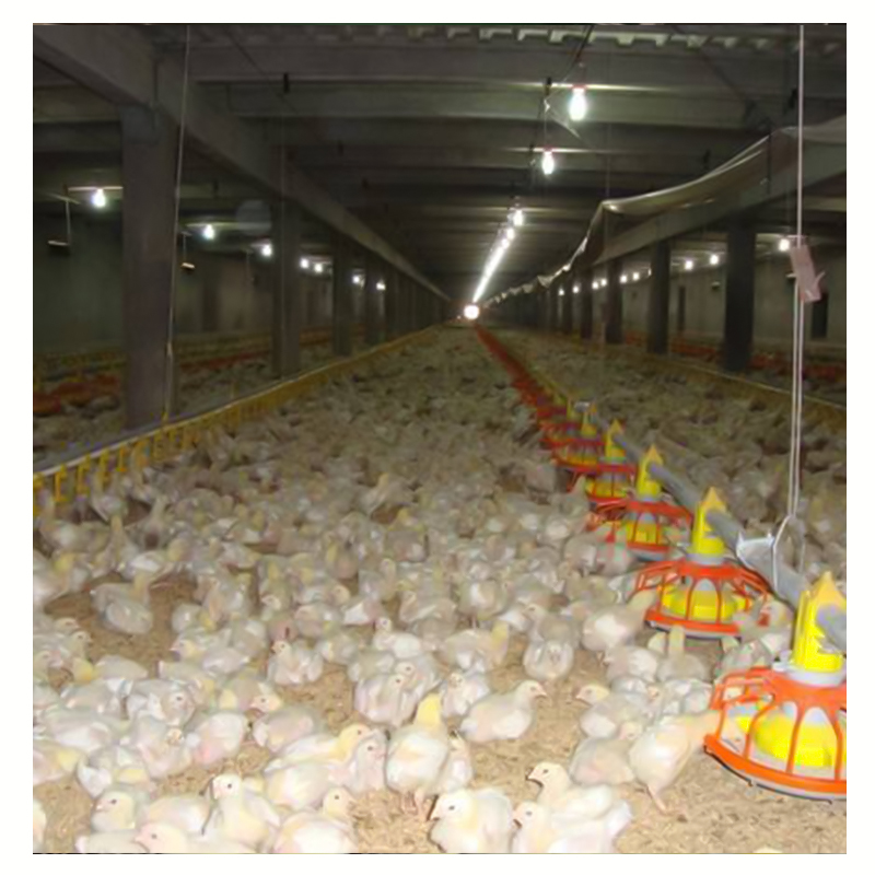automatic raising broiler chicken floor feeding system poultry equipment