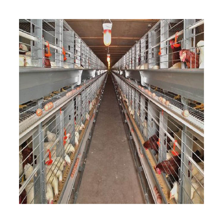 Good Price Automatic Layer Chicken Cage for Laying Hens Farm Battery Cages