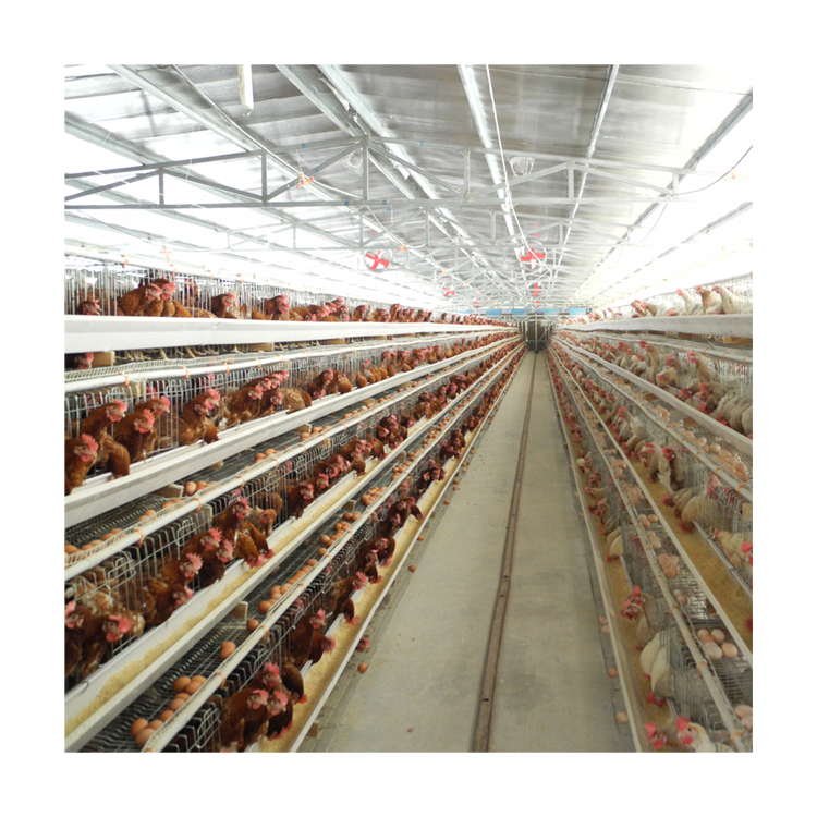 Fully automatic H type hot galvanized layer chicken cages for sales Featured Image