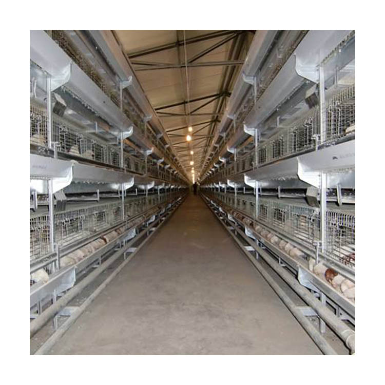 Automatic Chicken Farming Equipment After-Sale Service Layer Cage Poultry Farms