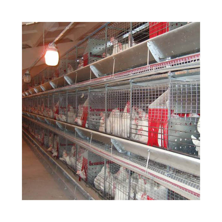 Durable H Type Battery Layer Fully Automatic Chicken Cage for Chicken Farm Poultry Equipment