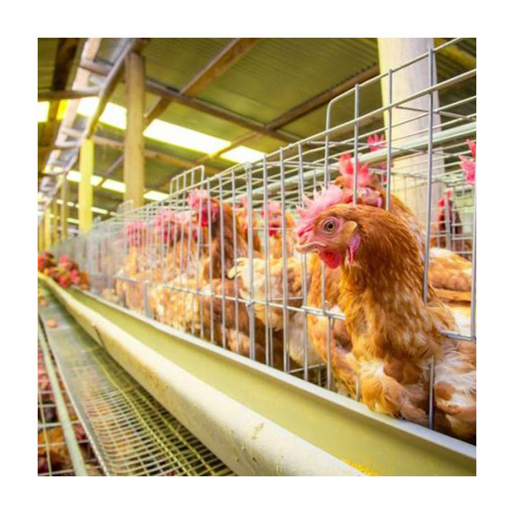 H Type Layer Chicken Cage Hot Dipped Galvanised Chicken Egg Layer Cage Chicken Cage Poultry Farming Equipment Featured Image