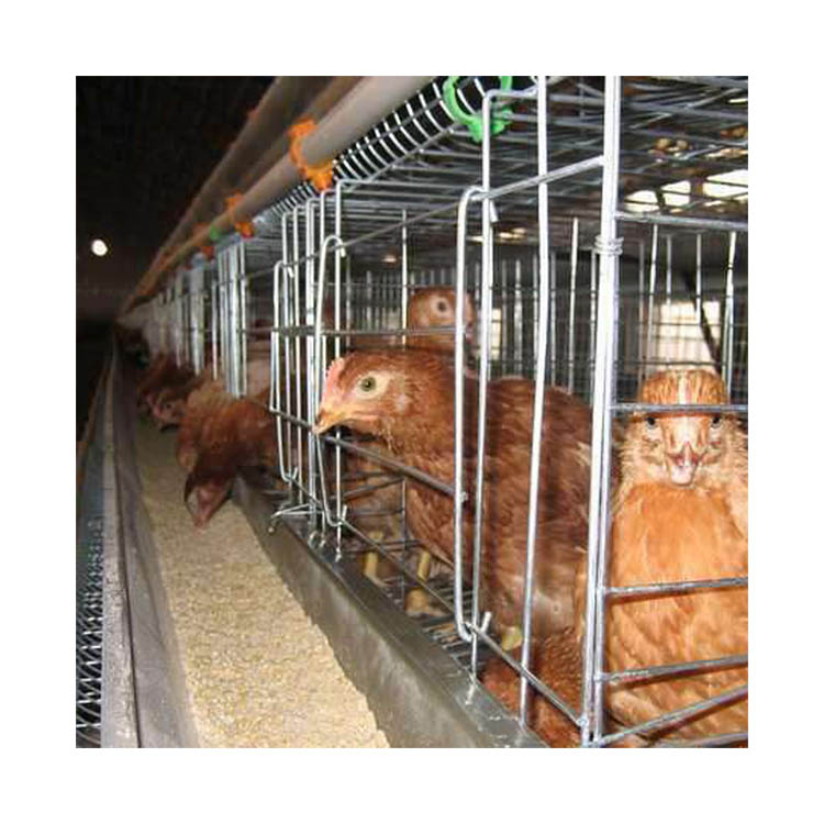 chicken cage31