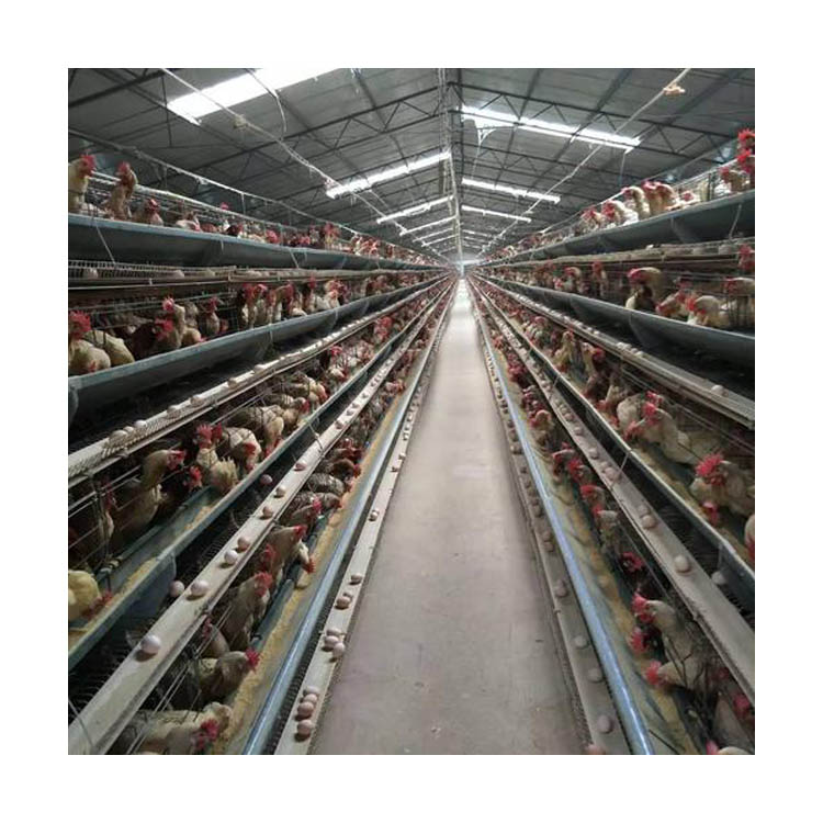 4 Tiers 160 Birds H Type Battery Small Layer Cage Poultry Cage in Chicken Shed for Sale