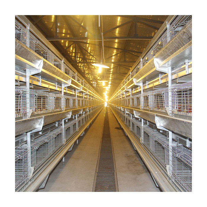 H Type Poultry Equipment Chicken Cage Hot Galvanized