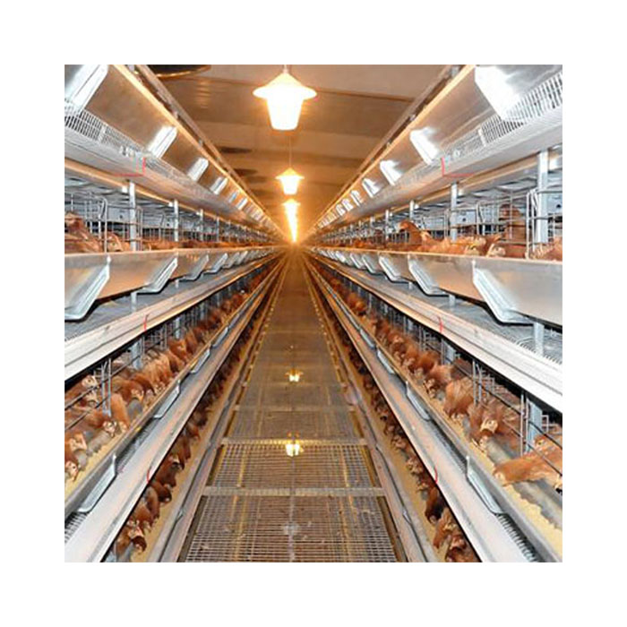 Chicken Farm Fully Automatic Mechanized H-Type Multi-Layer Chicken Cage