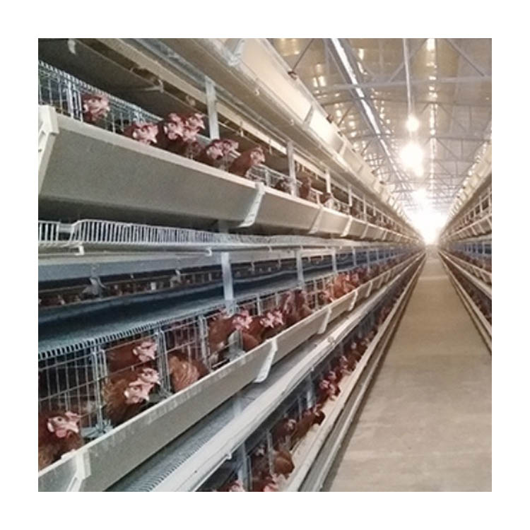 Fully automatic H type hot galvanized layer chicken cages for sales