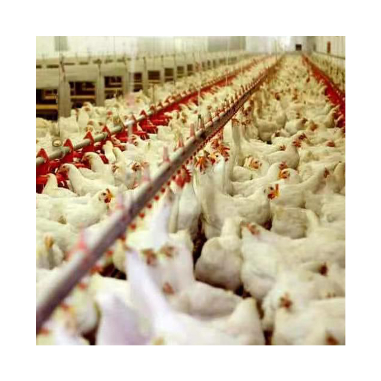 Poultry Houses Auto-Feeding and Drinking System Brids Poultry Chicken Feeding System