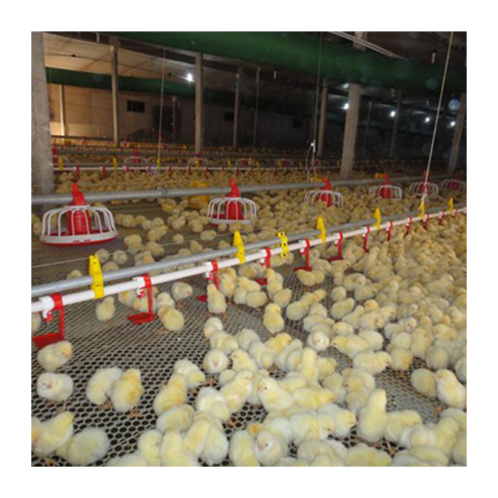 Automatic buy pan bird feeder chickens floor feeding syatem for poultry