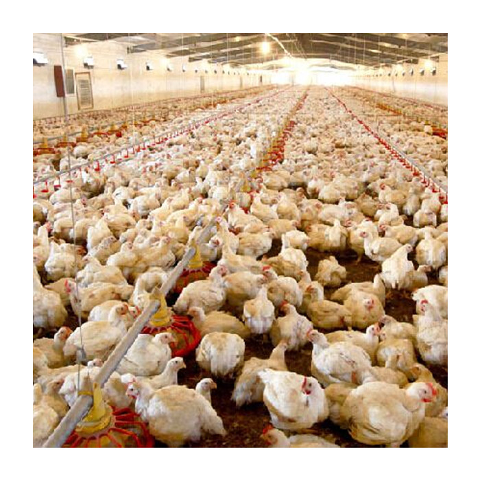 automatic poultry flooring rasing chicken equipment
