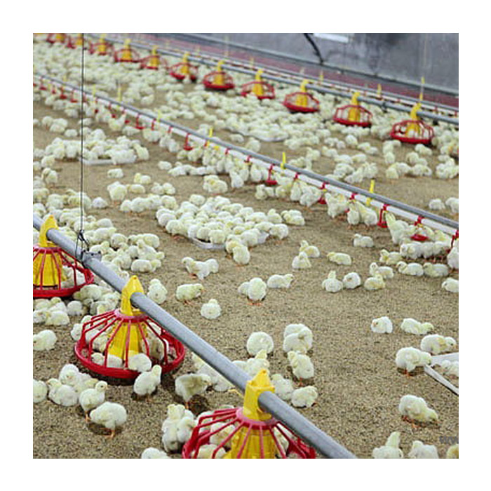 Professional Poultry Farming Flooring Raising System for Broiler with Automatic Feeding Pan Line