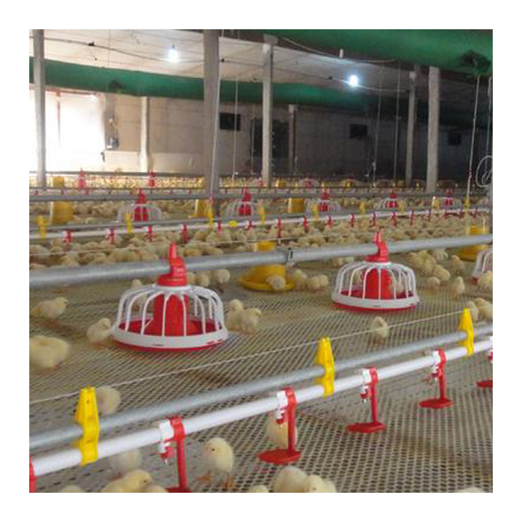 Broiler Chicken Farm Floor Ground Raising poultry equipment Pan Feeding System