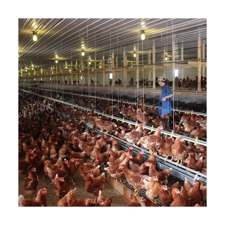 Automatic Poultry Farm Floor Raising Chicken Broiler Breeder Pan Feeder and Drinker System