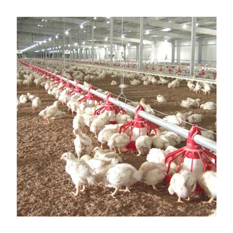 Poultry Broiler Automatic Chicken Feeding System Chinese Selling to Africa Hot Galvanized