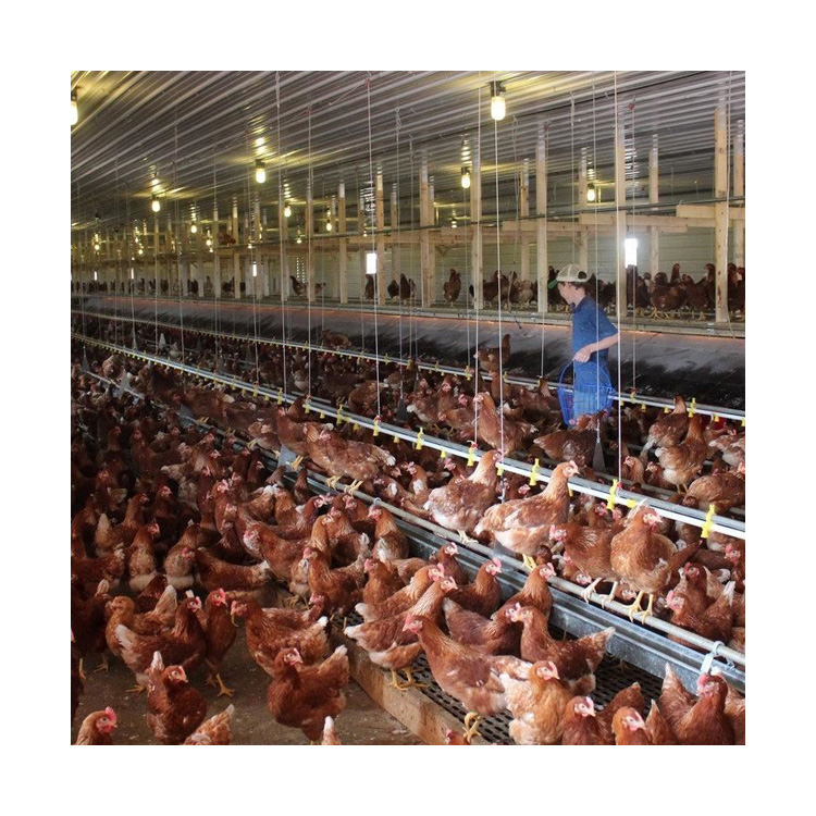 Poultry Broiler Automatic Chicken Feeding System Chinese Selling to Africa Hot Galvanized