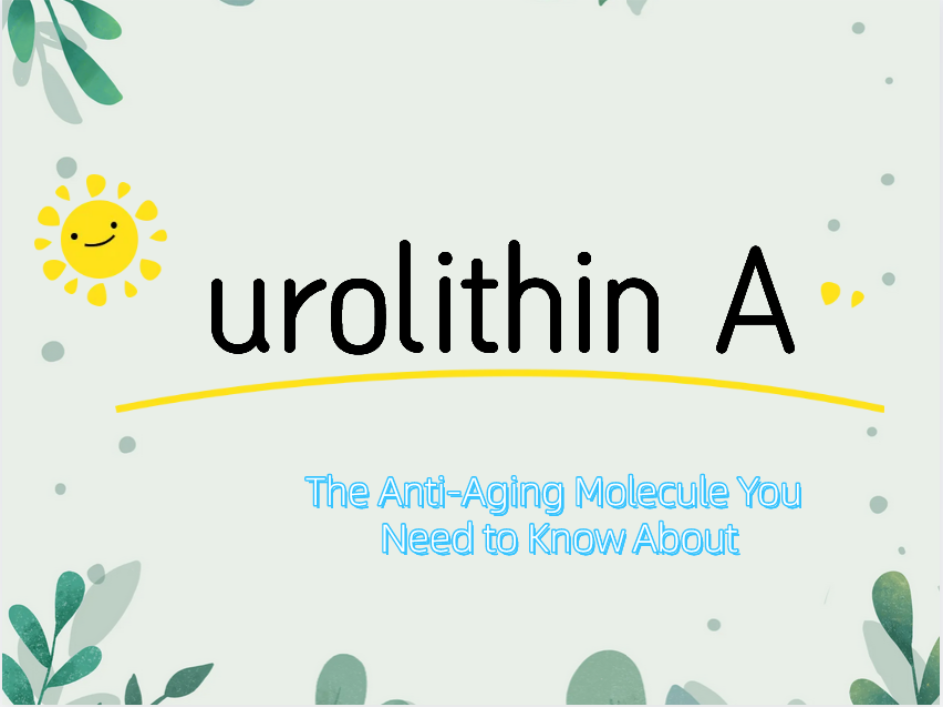Urolithin A: سىز بىلىشكە تېگىشلىك قېرىشقا قارشى مولېكۇلا