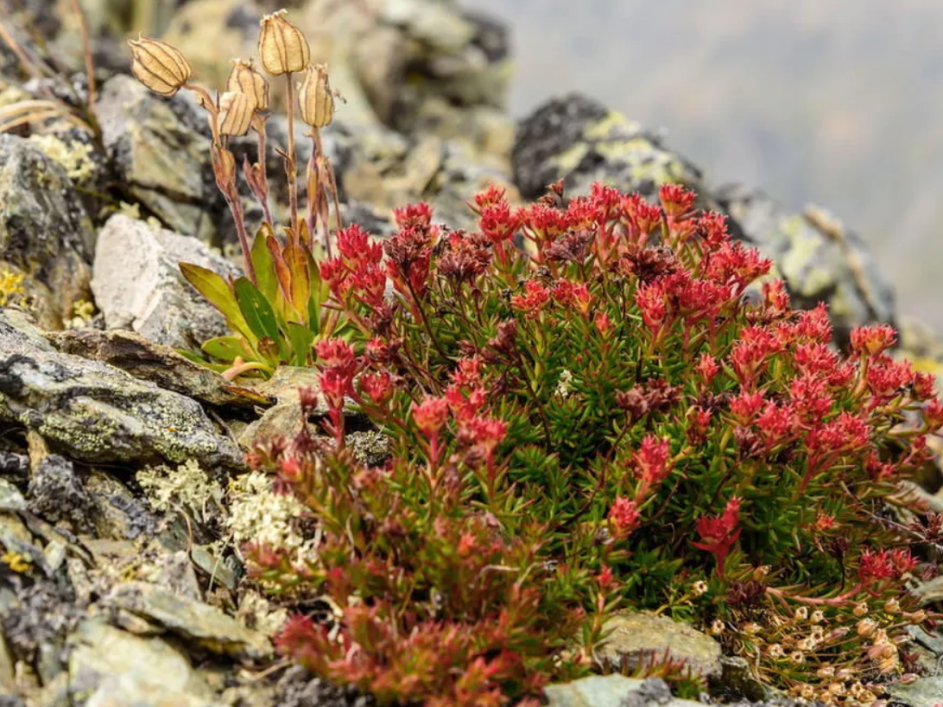 Rhodiola: The Natural Adaptogen for Stress Relief and Mental Clarity