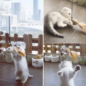 Cat Stick Wooden Cat Toy Pet Toy Cat Interactive Toy