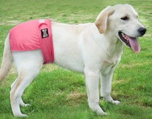 Female Dog Physiological Pants Teddy Golden Wool Menstrual Safety Pants Dog Health Diaper Pet Anti Harassment Estrus Underwear