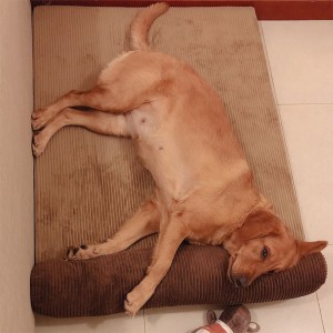 Dog’s Nest Pet Sleeping Mat Dog Bed Dog Mat Can Be Removed and Washed Four Seasons Winter Warm Pet Dog’s Nest