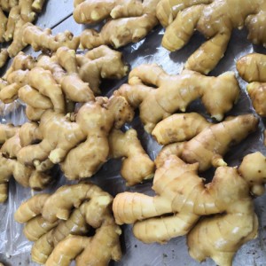 新生姜、生の有機生姜を輸出