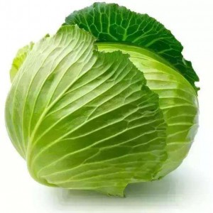 New Crop Round Shape Chinese Fresh Cabbage