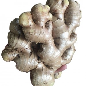 Висококвалитетен сушен свеж ѓумбир пазарна цена по тон на големо Купувачи на ѓумбир за извоз во Кина Ѓумбир