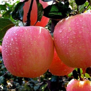 2021 nuevas frutas frescas manzanas Fuji rojas