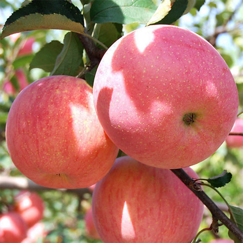 2020 New Fresh Fruits Red FUJI Apples - China Apple, FUJI Apple