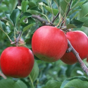 चीन में फ़ूजी सेब निर्यातक
