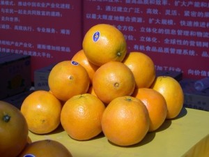 Fruta de naranja fresca al por mayor.