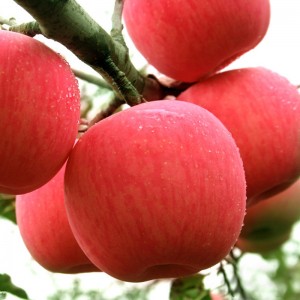 2021 novas froitas frescas mazás Fuji vermellas