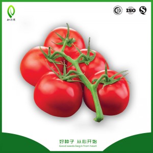 pertumbuhan Unlimited siki tomat hibrid Israel