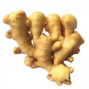 2021 Wholesale organic ginger nyowani yekutengesa kunze kwenyika