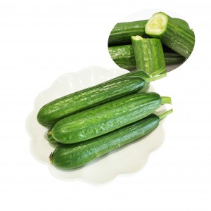 Exporteer hoogwaardige biologische verse komkommerdoos met een kwaliteit Chongqing groen 10 cm 6 maanden 10 kg 15 dagen biologische teelt