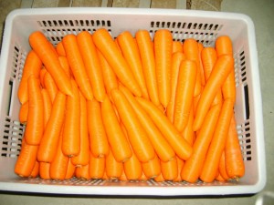 Морков свеж органски морков најнова култура во картон S M L професионален извоз на свеж морков
