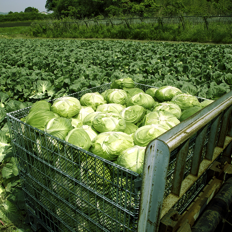 High quality fresh cabbage lettuce farming with best seller from Viet Nam Featured Image