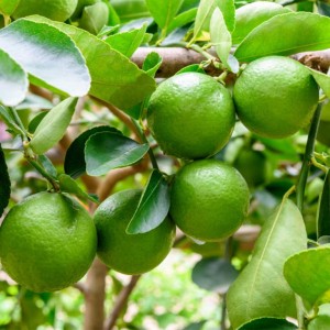 صادرات میوه لیمو بدون دانه تازه معمولی با قیمت ارزان